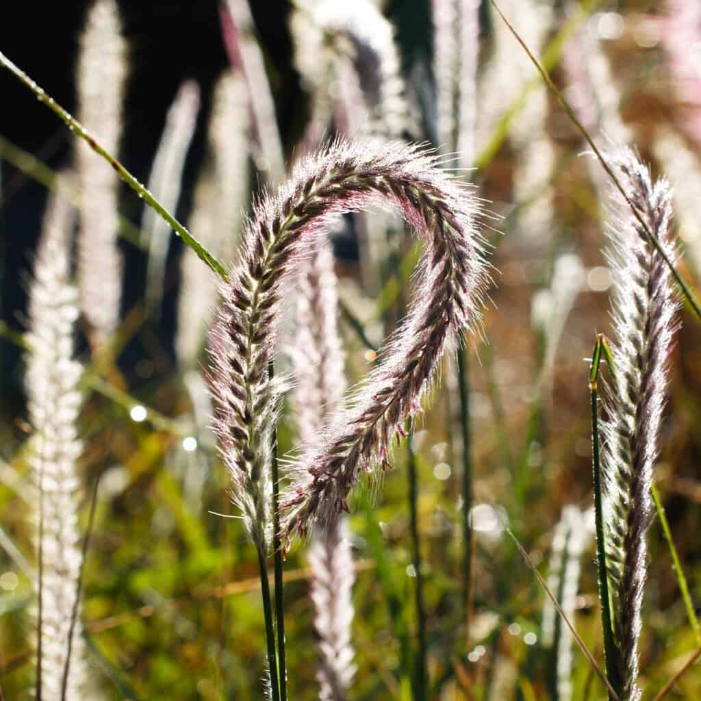 Pennisetum alopecuroides 'Fairy Tails' ---